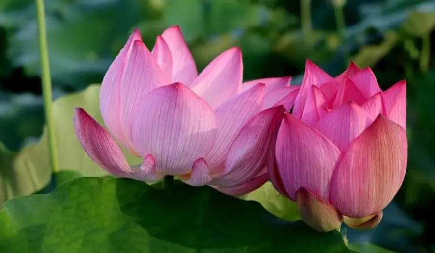 西方极乐世界游记(上)-宽净法师-图片2