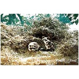 義恒公(摩訶法王)作品集“恒公六部曲”出版 少年之表率-图片13
